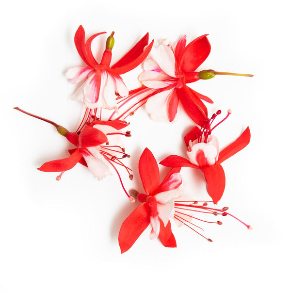 Le Fuchsia - Fleur comestible